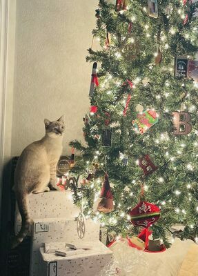This adorable photo of Mia the cat by the Christmas tree was the winner in The Marlow Review’s online Christmas Photo Contest. It was submitted by cat parents, Sarah Justus and Brett McMakin, of Bray. The Marlow Merchants helped make this photo contest prize possible.