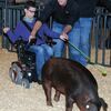 ROLLING RYLAN: With the help of his cousin Jace Jones, Rylan Jones of Rush Springs, who is diagnosed with cerebral palsy, shows his Duroc pig at the Marlow district pig show Saturday.