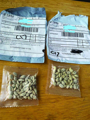 The Washington State Department of Agriculture released this photo of some of the unsolicited seeds residents have reported.
