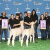 CHAMPIONS: The NOC Sheep Center Exhibitors showed the Champion Dorset Ram and Ewe at a recent livestock show in Houston.
