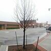 DEAD AND GONE: The dead trees that were planted during the new Marlow sidewalk project in 2014 will be removed after past attempts to keep the trees alive failed.